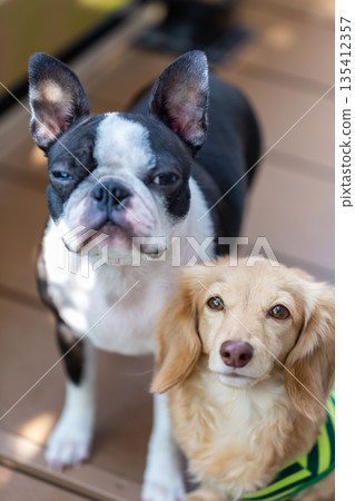 Boston terrier and kaninchen dachshund Boston terrier and kaninchen dachshund 135412357