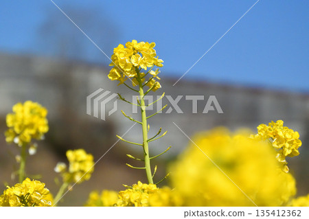 強姦開花發光在藍天 135412362