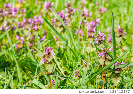 closeup view of purple dead-nettle flowers blooming in morning light. beautiful nature background with lamium purpureum in the field. vibrant plant among lush green grass in spring. beauty rural lawn 135412377