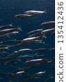 沙丁魚游泳 135412436