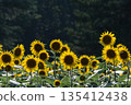 盛夏的向日葵田 135412438