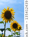 夏日的天空和金色的向日葵 135412439