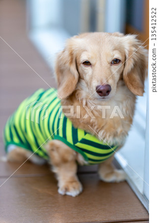 Kaninchen Dachshund standing Kaninchen Dachshund standing 135412522