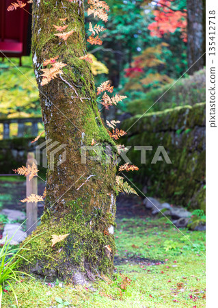 Scenery around Nikko Toshogu Shrine, Yamauchi, Nikko City, Tochigi Prefecture 135412718