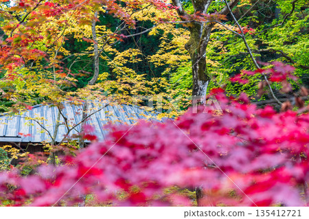 栃木縣日光市山內町日光東照宮週邊景色 135412721