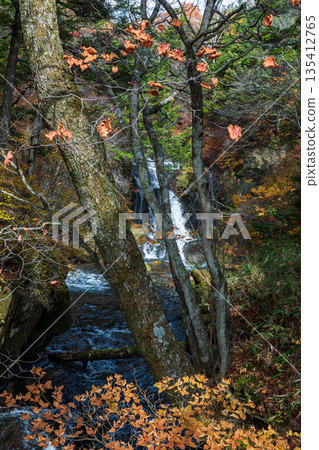 Scenery around Ryuzu Falls, Chuguji Shrine, Nikko City, Tochigi Prefecture Scenery around Ryuzu Falls, Chuguji Shrine, Nikko City, Tochigi Prefecture 135412765