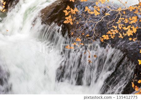 Scenery around Ryuzu Falls, Chuguji Shrine, Nikko City, Tochigi Prefecture 135412775