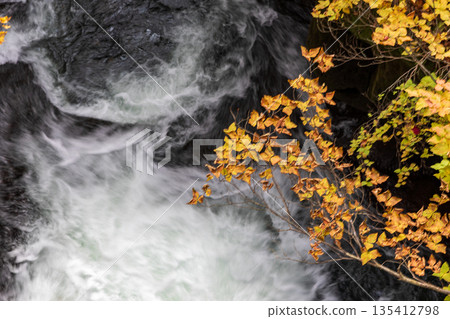 Scenery around Ryuzu Falls, Chuguji Shrine, Nikko City, Tochigi Prefecture Scenery around Ryuzu Falls, Chuguji Shrine, Nikko City, Tochigi Prefecture 135412798
