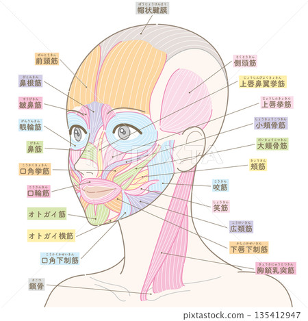 從斜角觀察臉部肌肉和胸鎖乳突肌(無髮型/帶顏色和名稱) 從斜角觀察臉部肌肉和胸鎖乳突肌(無髮型/帶顏色和名稱) 135412947