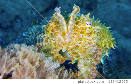 Broaoclub Cuttlefish, Indonesia 135412955