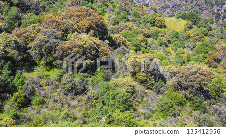Mediterranean Forest Scrub, Spain 135412956