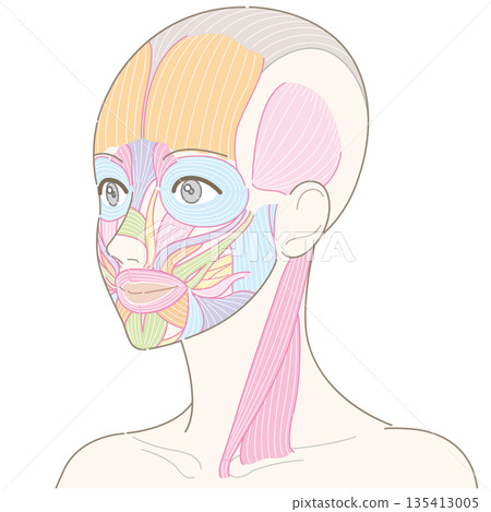 從斜角看到的臉部肌肉和胸鎖乳突肌（無髮型/無名） 135413005