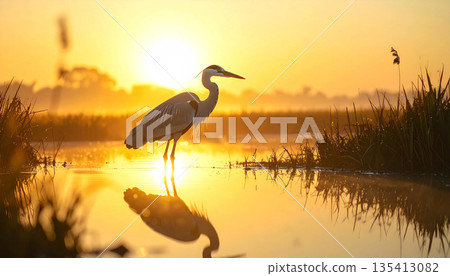 Heron Standing in Golden Wetland 135413082