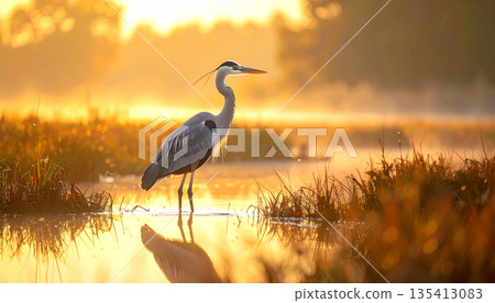 Heron Standing in Golden Wetland 135413083