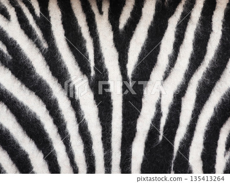 Zebra texture, fur imitation. Seamless decorative background. Knitted pattern Zebra texture, fur imitation. Seamless decorative background. Knitted pattern 135413264