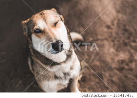 portrait of a happy dog who winks and looks at the camera portrait of a happy dog who winks and looks at the camera 135413453