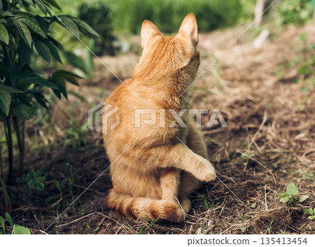 Portrait of a cute and fluffy tabby red cat sitting in the garden and looking back 135413454