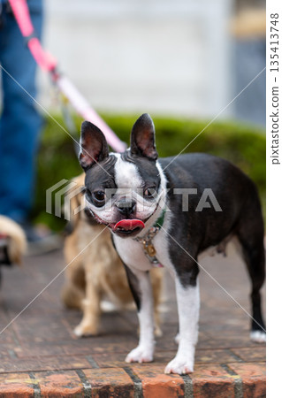 波士頓梗犬在公園玩耍 135413748