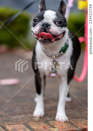 波士頓梗犬在公園玩耍 135413749