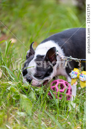 波士頓梗犬在公園玩耍 波士頓梗犬在公園玩耍 135413754