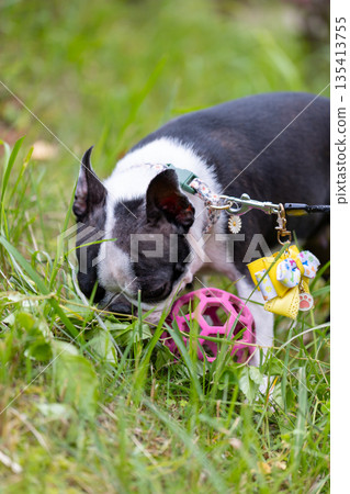 Boston Terrier playing in the park Boston Terrier playing in the park 135413755