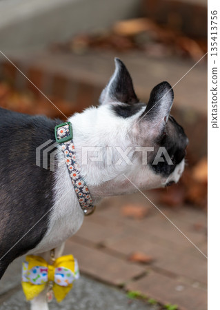 波士頓梗犬在公園玩耍 波士頓梗犬在公園玩耍 135413756