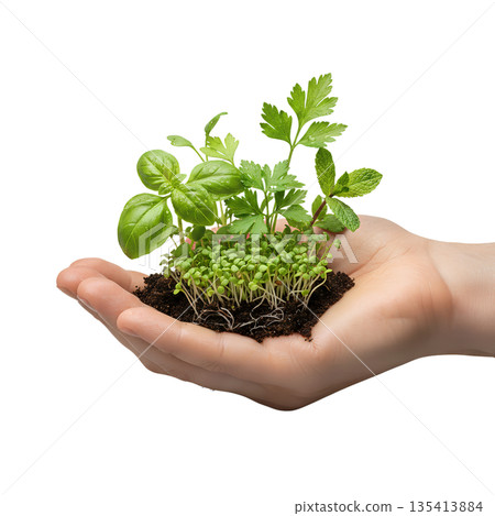 Hand holding clump of fresh, green seedlings and herbs with moist soil. Symbolizes gardening, growth, and eco-friendly beginnings 135413884