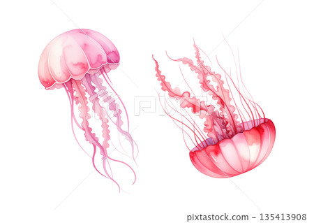 Pink jellyfish watercolor illustration 135413908