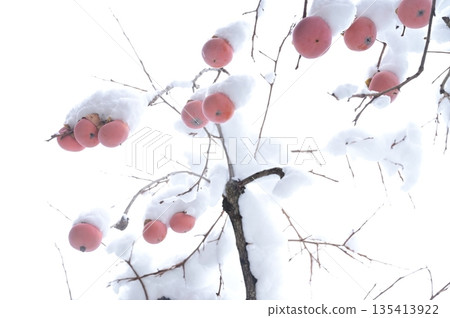 柿子(柿樹科)落葉小喬木,枝條上覆蓋著積雪。 柿子(柿樹科)落葉小喬木,枝條上覆蓋著積雪。 135413922