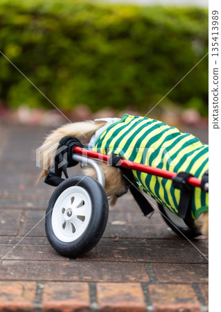 一隻坐在輪椅上的卡寧琴臘腸犬在公園散步 135413989