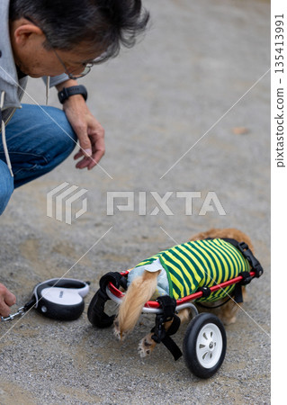 Kaninchen Dachshund in a wheelchair taking a walk in the park 135413991