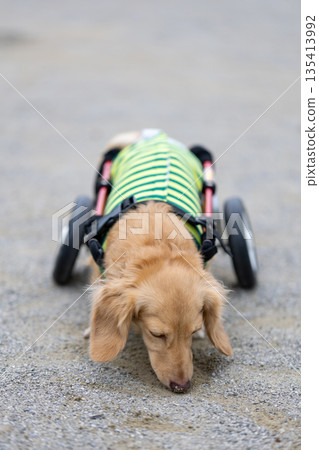 一隻坐在輪椅上的卡寧琴臘腸犬在公園散步 135413992