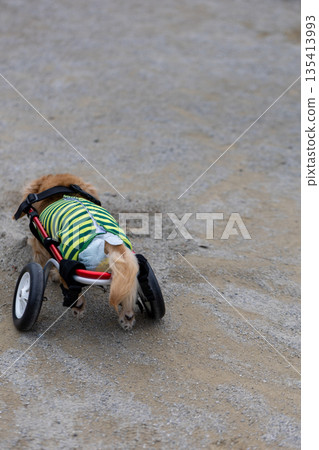 Kaninchen Dachshund in a wheelchair taking a walk in the park 135413993