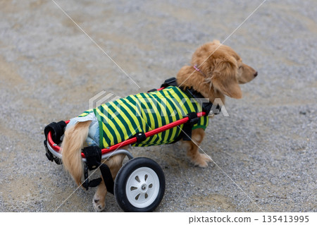 Kaninchen Dachshund in a wheelchair taking a walk in the park Kaninchen Dachshund in a wheelchair taking a walk in the park 135413995