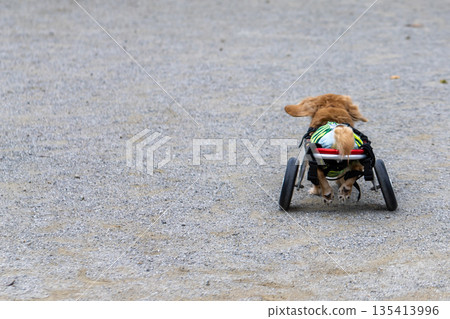 一隻坐在輪椅上的卡寧琴臘腸犬在公園散步 135413996