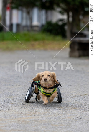 Kaninchen Dachshund in a wheelchair taking a walk in the park 135413997