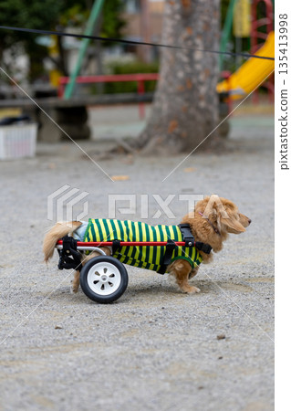 Kaninchen Dachshund in a wheelchair taking a walk in the park 135413998