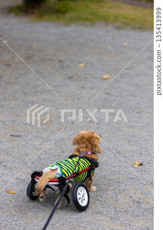 Kaninchen Dachshund in a wheelchair taking a walk in the park Kaninchen Dachshund in a wheelchair taking a walk in the park 135413999