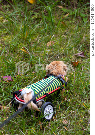 Kaninchen Dachshund in a wheelchair taking a walk in the park Kaninchen Dachshund in a wheelchair taking a walk in the park 135414000