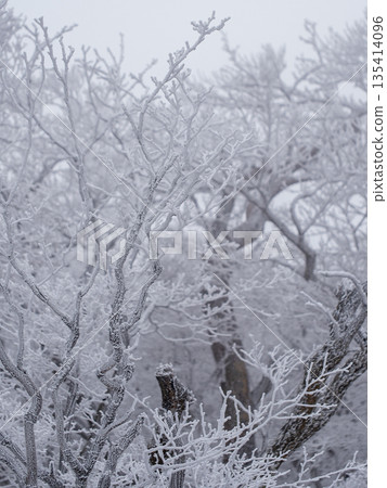 A primeval forest of frost-covered trees shrouded in deep fog 135414096