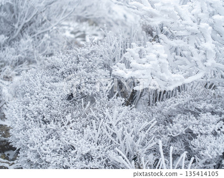 Winter shrubs and frost clinging to the rocks Winter shrubs and frost clinging to the rocks 135414105