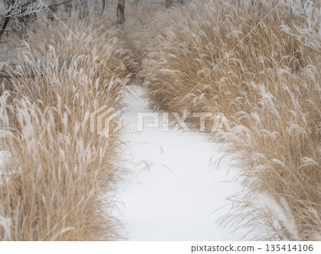 枯草與雪的對比 135414106