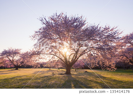 Hokkaido Oniushi Park-Early Morning Cherry Blossoms-05 Hokkaido Oniushi Park-Early Morning Cherry Blossoms-05 135414176