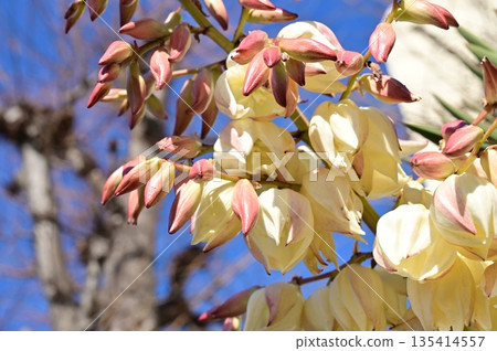 Yucca spp. (Agave family) Yucca spp. (Agave family) 135414557