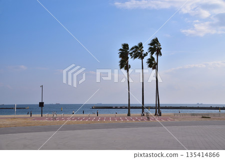 神戶須磨海濱公園的棕櫚樹 135414866