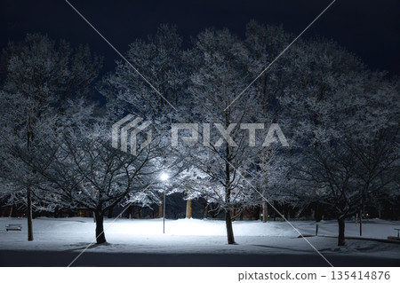 夜晚,白雪覆蓋的櫻花樹和路燈交相輝映。 夜晚,白雪覆蓋的櫻花樹和路燈交相輝映。 135414876