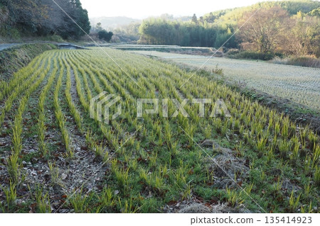 Winter rice field 135414923