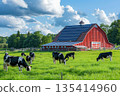 Cows grazing in a green field near a red barn with solar panels on the roof under a blue sky. 135414960