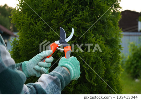 The camera highlights the action: a pruner, controlled by hands in a familiar green plaid, cleanly excises the lifeless, yellowed parts of the thuja plant. The camera highlights the action: a pruner, controlled by hands in a familiar green plaid, cleanly excises the lifeless, yellowed parts of the thuja plant. 135415044