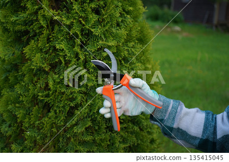 Each deliberate cut of the hand pruner, made by hands in a green plaid work shirt, removes a yellow-thatched branch, revealing healthier green thuja beneath. Each deliberate cut of the hand pruner, made by hands in a green plaid work shirt, removes a yellow-thatched branch, revealing healthier green thuja beneath. 135415045